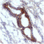 Nitrotyrosine (mouse monoclonal) (clone EM-30)